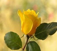 Rosa amarela em flor: Um símbolo de beleza e natureza