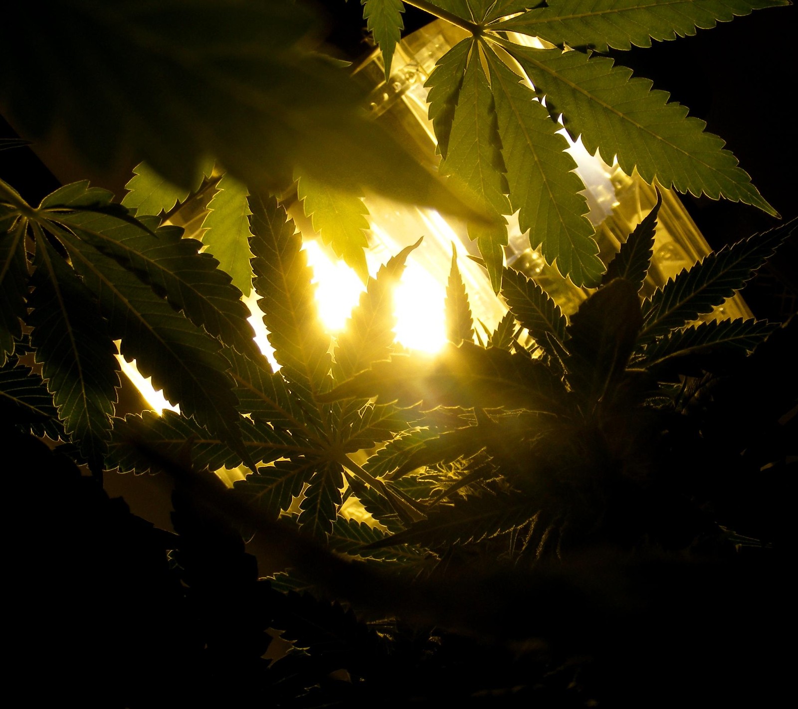 A close up of a plant with the sun shining through the leaves (hu, vs)