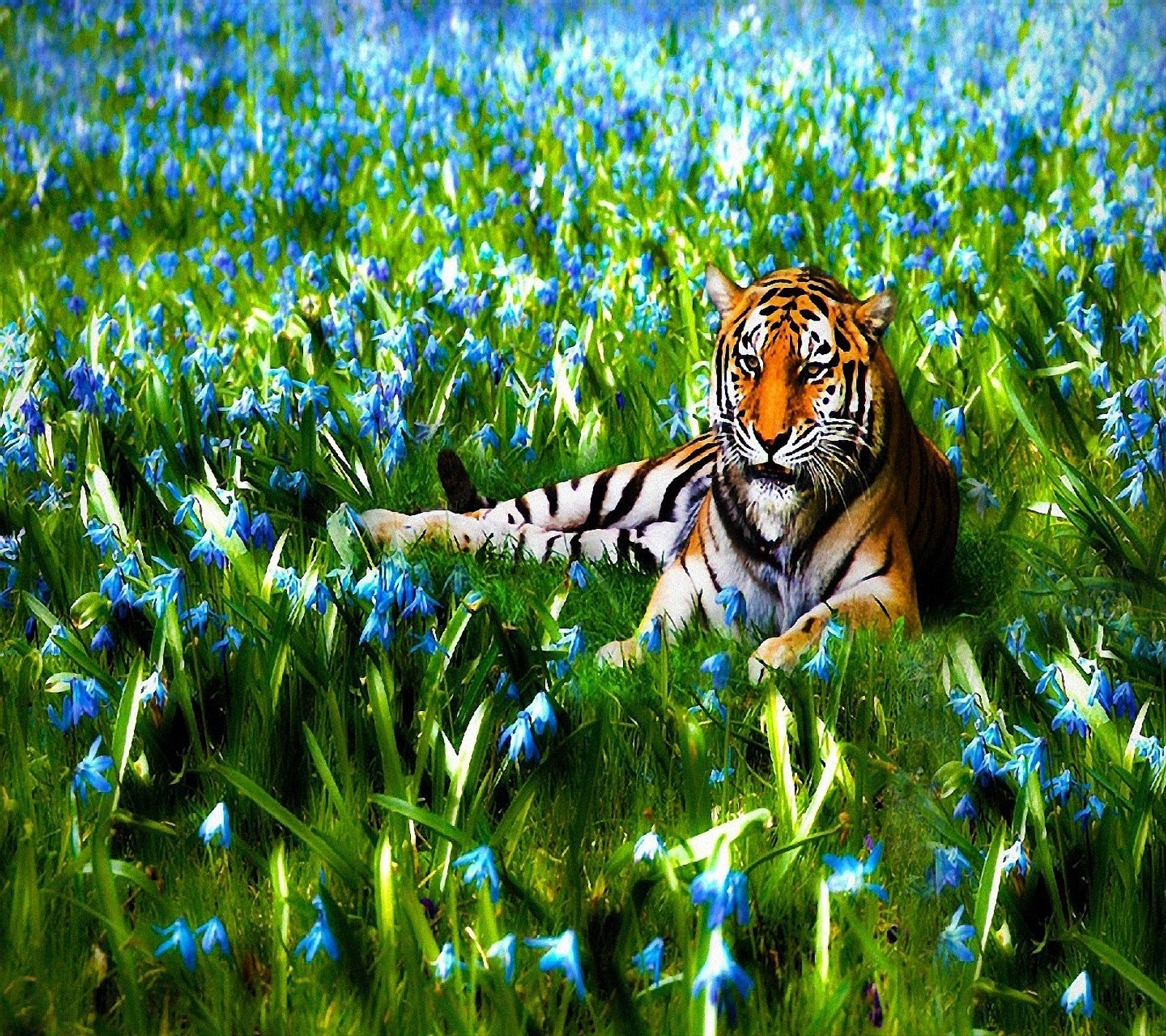 Há um tigre deitado na grama com flores azuis (tigre)