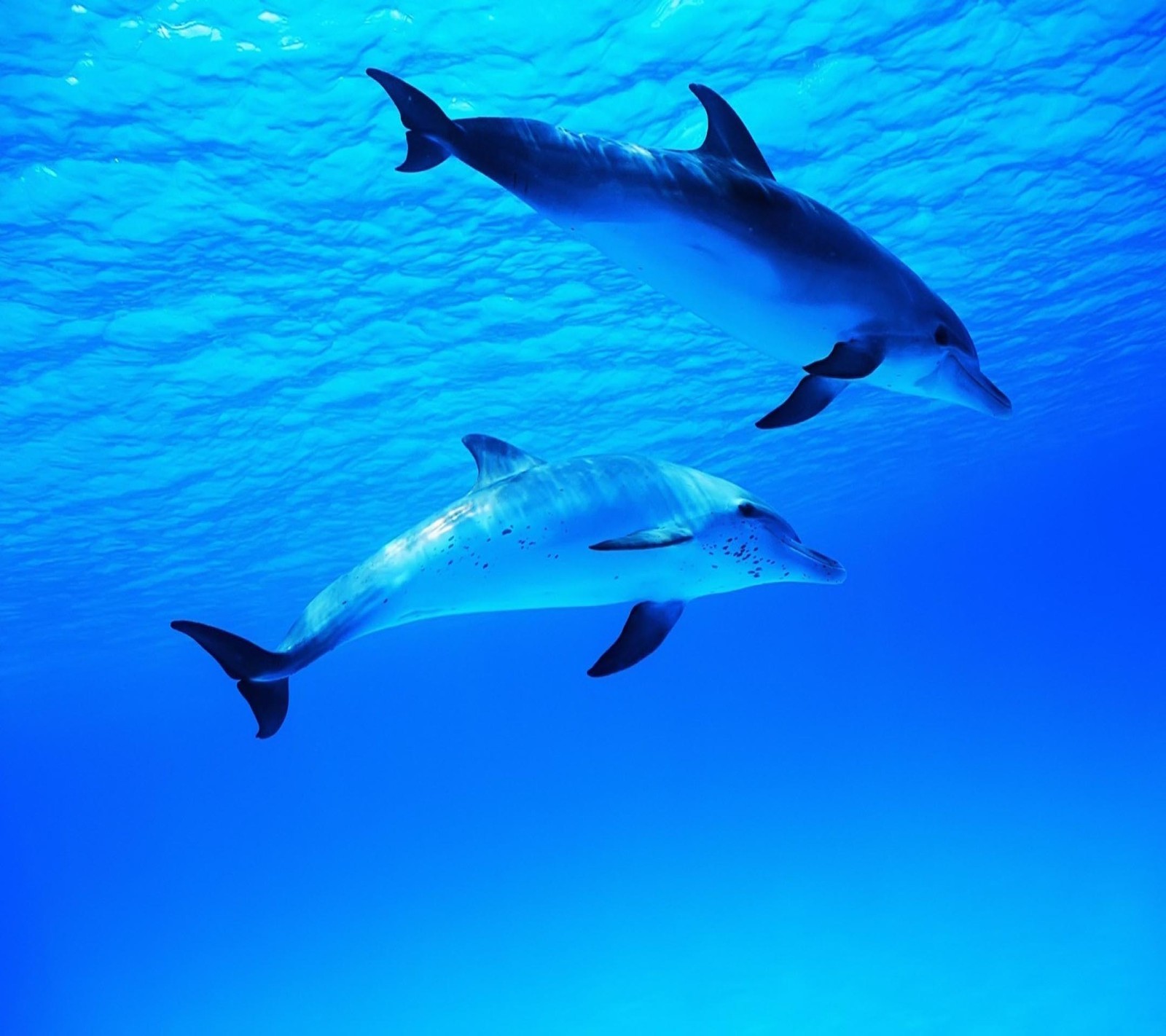 Dolphins swimming in the ocean with their heads above the water (beautiful, cute, look, nice)