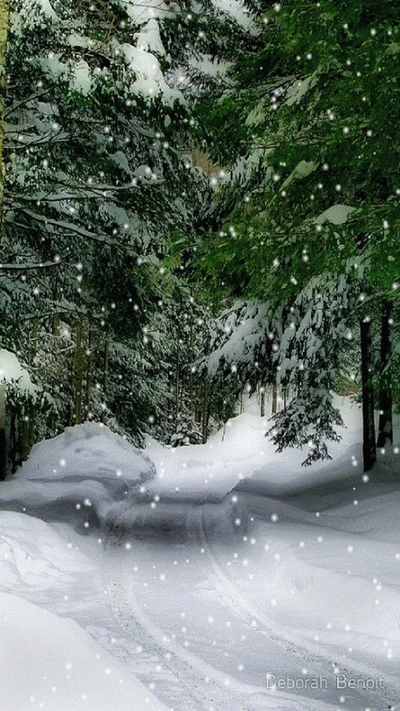 camino, nieve, árboles, invierno