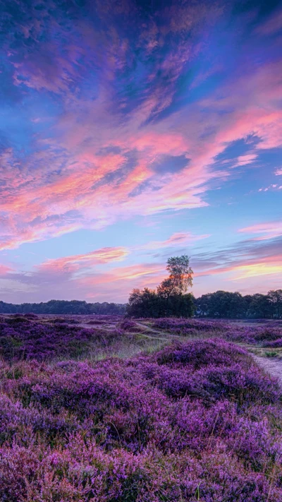 Campo de lavanda vibrante bajo un cielo colorido