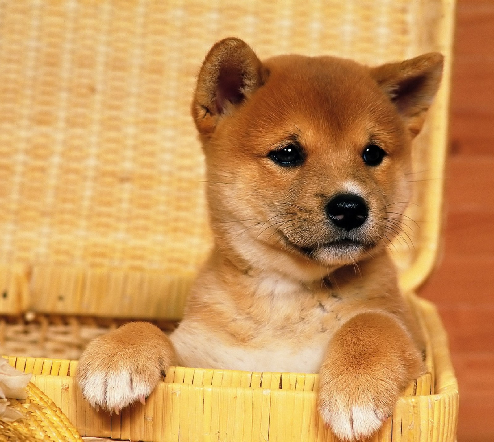 There is a small brown dog sitting in a wicker chair (basket, brown, dog, puppy, sheba inu)