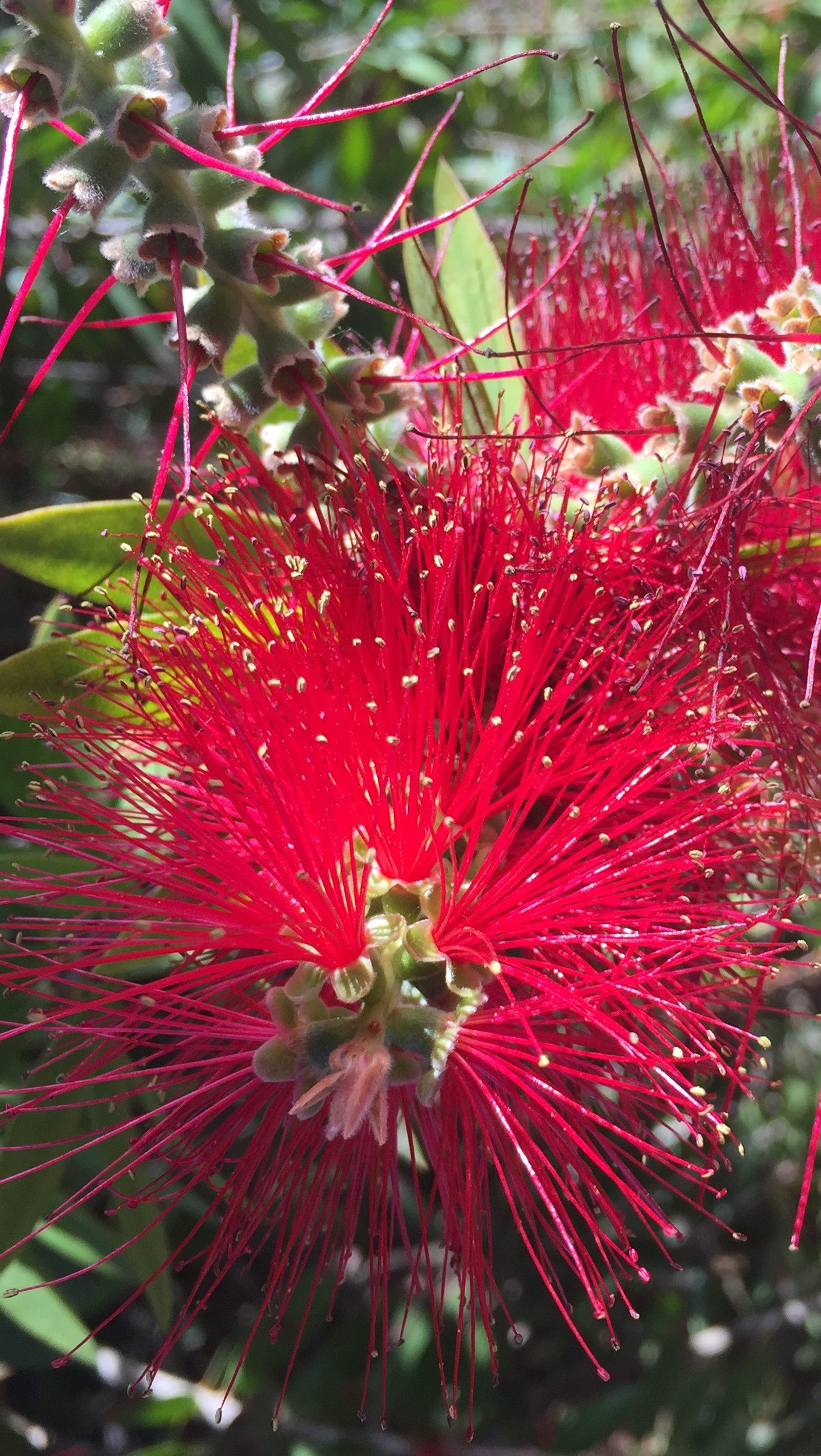 Há uma flor vermelha crescendo em uma árvore (bonito, flor, vermelho)