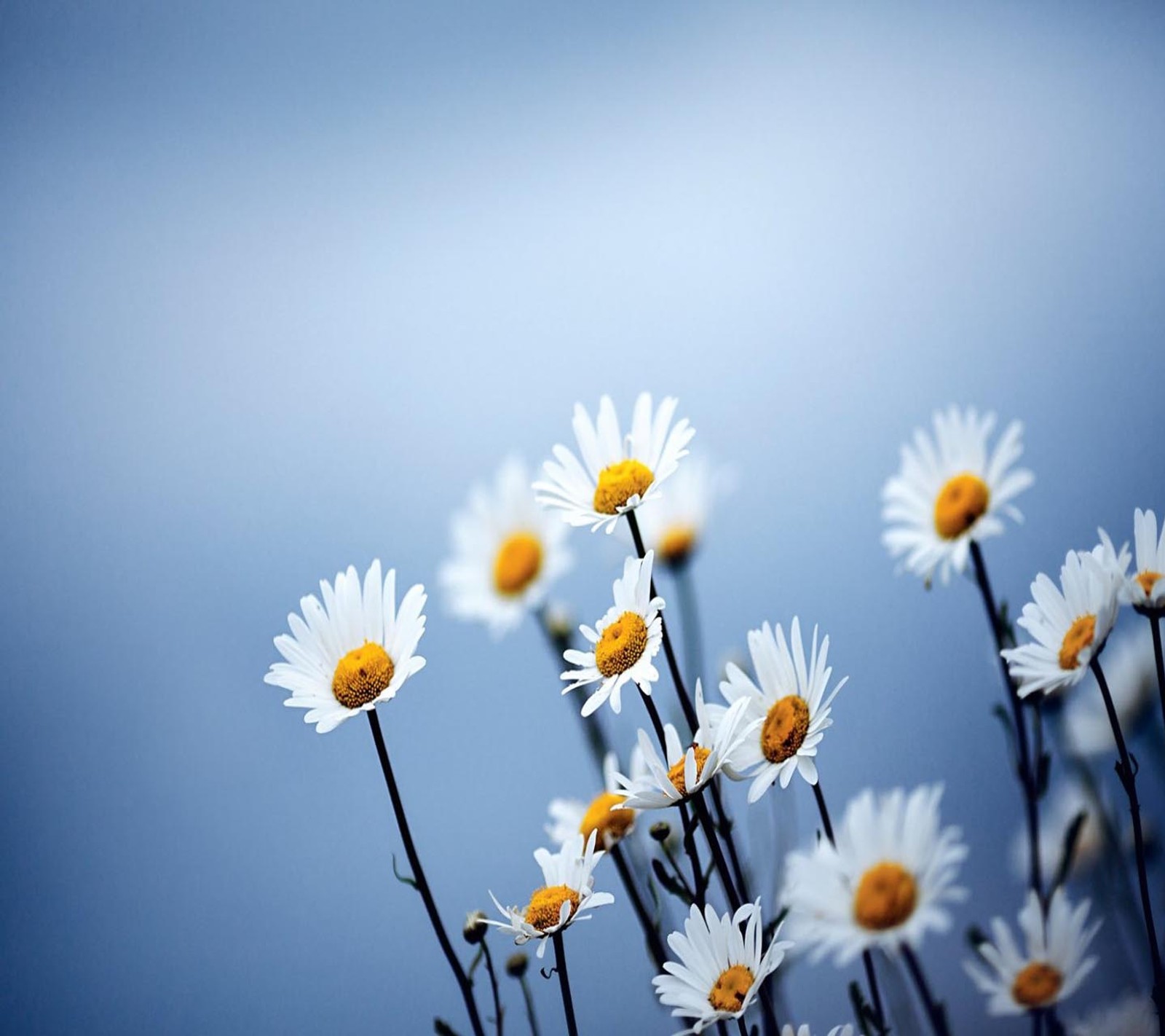 Há muitas flores brancas com centros amarelos em um fundo azul (olhar, legal)