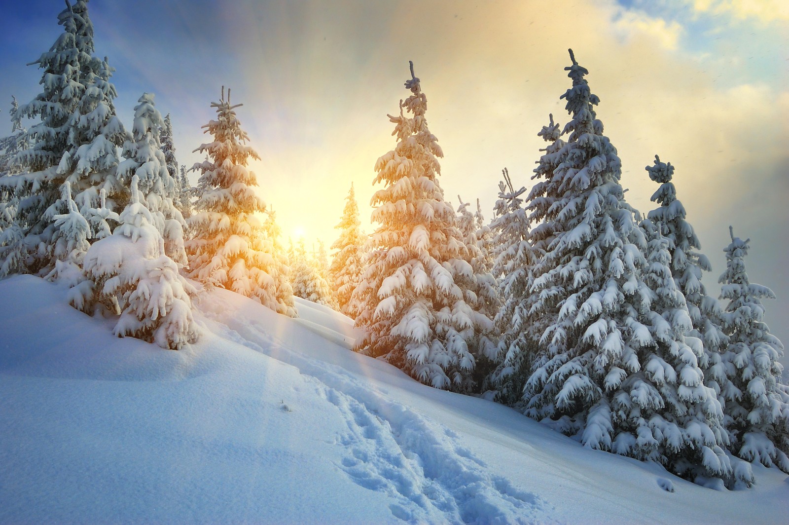 A close up of a snow covered forest with tracks in the snow (winter, snow, tree, freezing, frost)