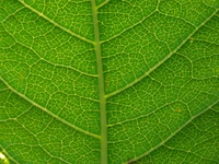 Close-Up of a Green Leaf Showcasing Intricate Vein Patterns