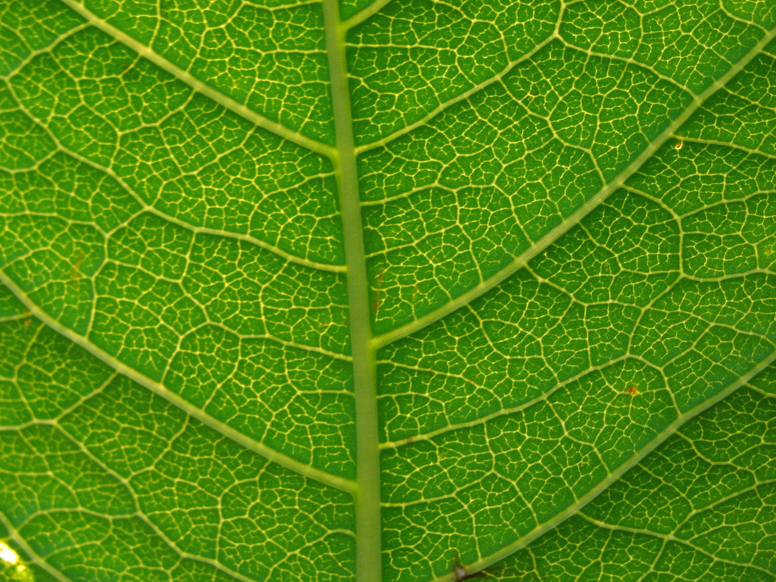 Primer plano de una hoja con un insecto en ella (hoja, planta, verde, patología vegetal, fábrica)