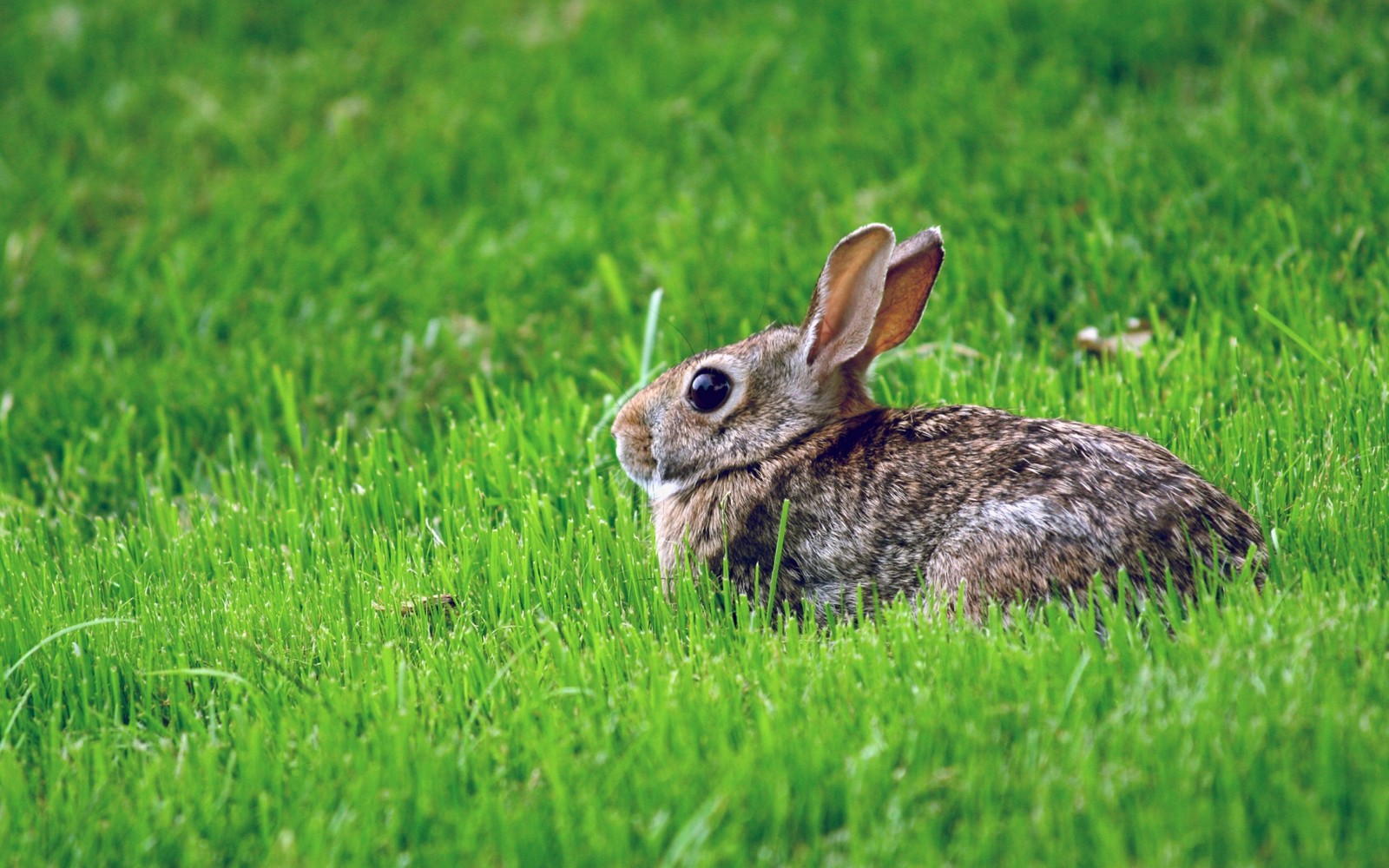 A close up of a rabbit sitting in the grass on a sunny day (hare, fauna, cuteness, terrestrial animal, wildlife)