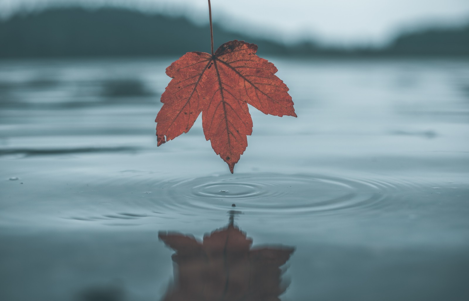 leaf, water, tree, reflection, red Download Wallpaper