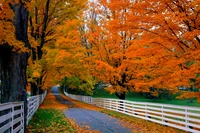 Autumn Pathway Flanked by Vibrant Maple and Maidenhair Trees