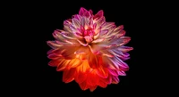 dahlia flower, colorful flower, black background, amoled, 5k wallpaper