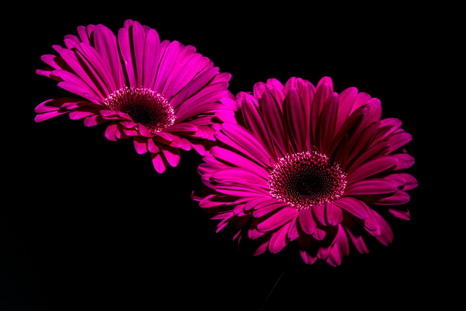 Fleurs violettes dans un vase sur un fond noir (gerbera, fleurs violettes, arrière plan noir, macro, gros plan)