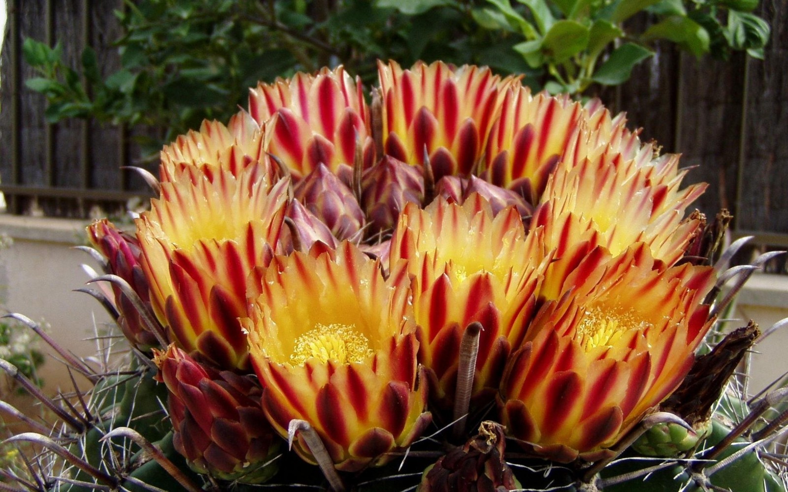 There is a cactus with yellow and red flowers in the desert (flowering plant, plant, botany, saguaro, hedgehog cactus)