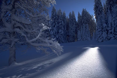 Maravilla invernal iluminada por la luna: Un bosque helado por la noche