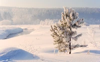 Arbre couvert de givre dans un paysage d'hiver