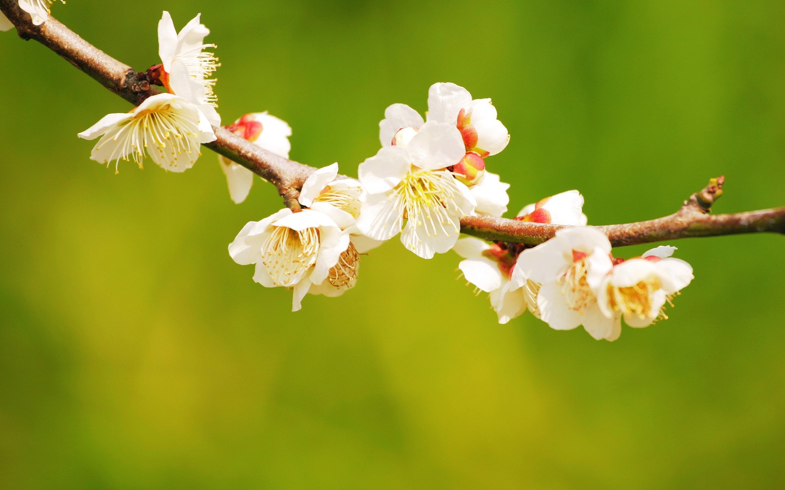 There is a branch of a tree with white flowers on it (spring, blossom, branch, plant, twig)