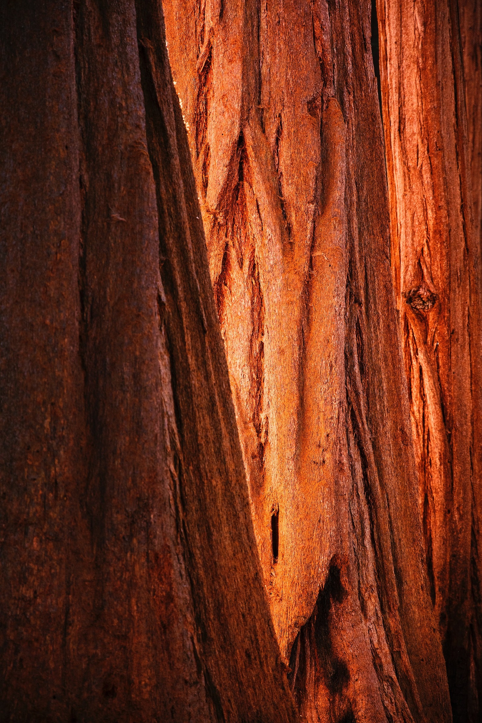 Il y a un gros plan d'un tronc d'arbre avec un trou (arbre, formation, bois, marron, coffre)