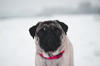 Chiot Pug dans un paysage enneigé