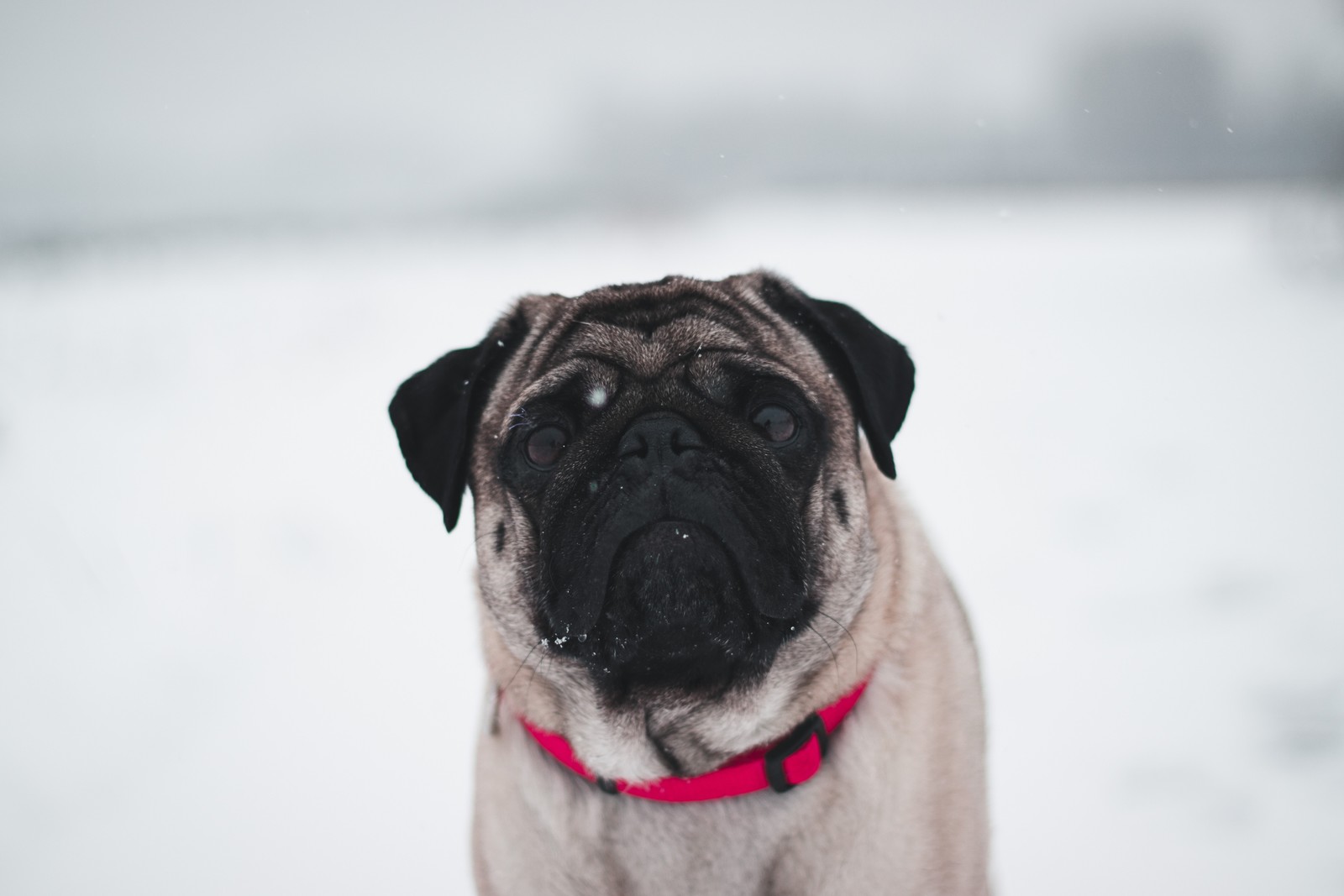 There is a small dog that is standing in the snow (pug, puppy, fawn, dog, canidae)