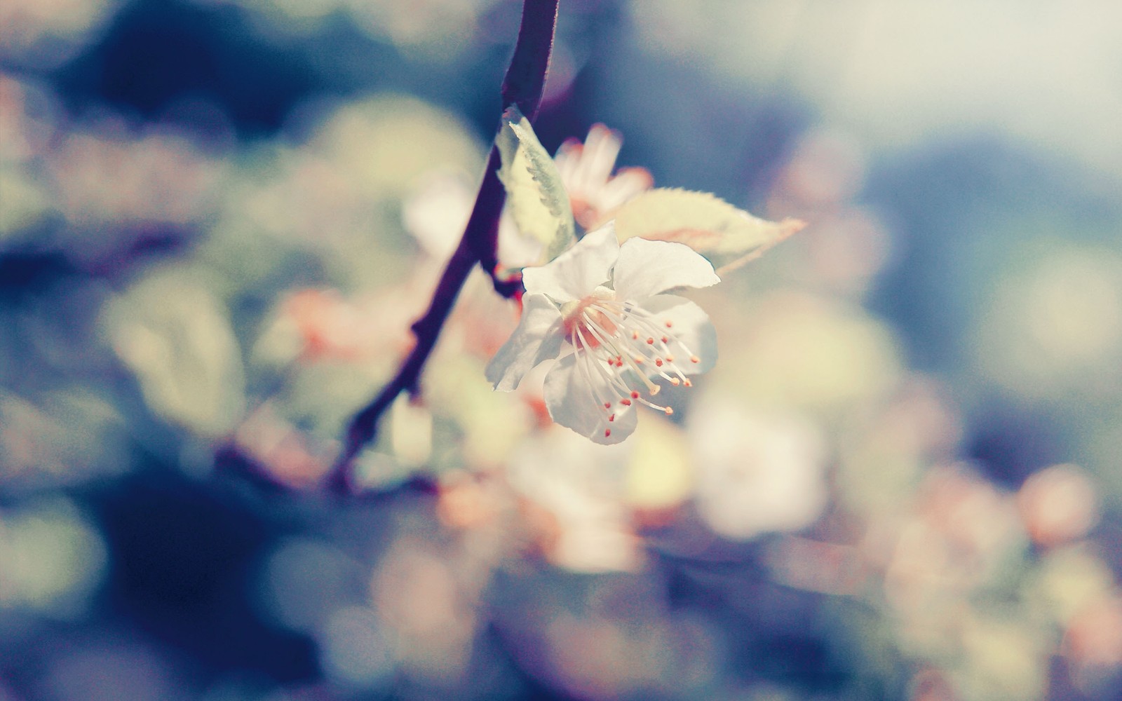 blossom, branch, spring, plant, cherry blossom wallpaper