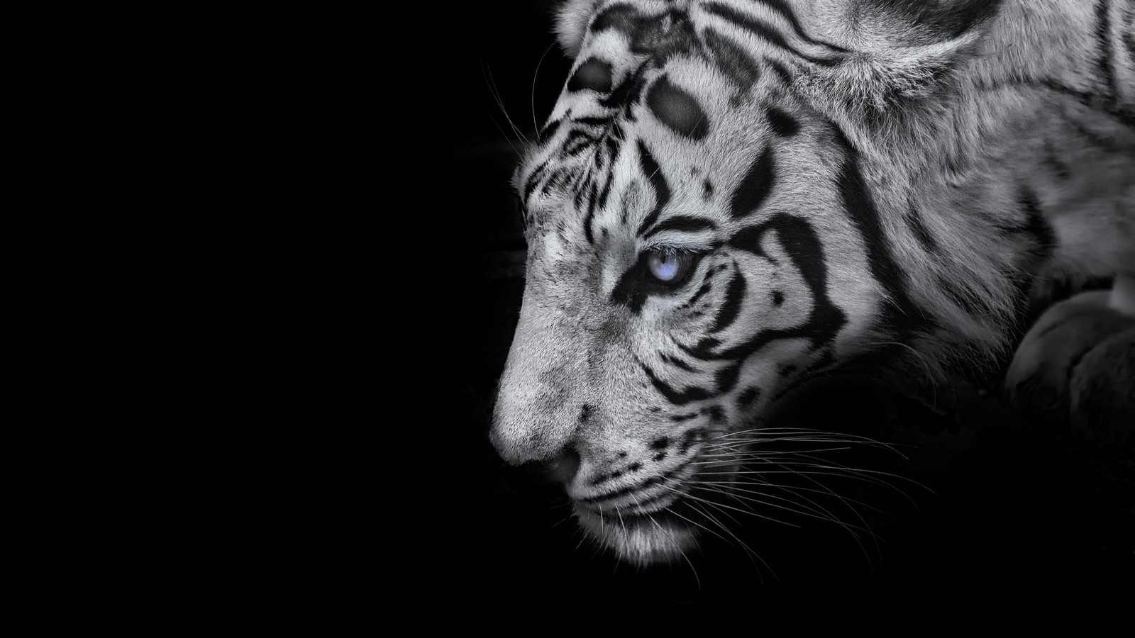 Un tigre árabe en la oscuridad mirando algo a lo lejos (tigre blanco, fondo negro, 5k, animales, oscuro negro)