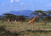 Northern giraffes grazing in the savanna landscape of Maasai Mara, surrounded by acacia trees and distant mountains.