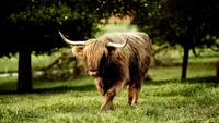 horn, grazing, highland, green, fauna wallpaper