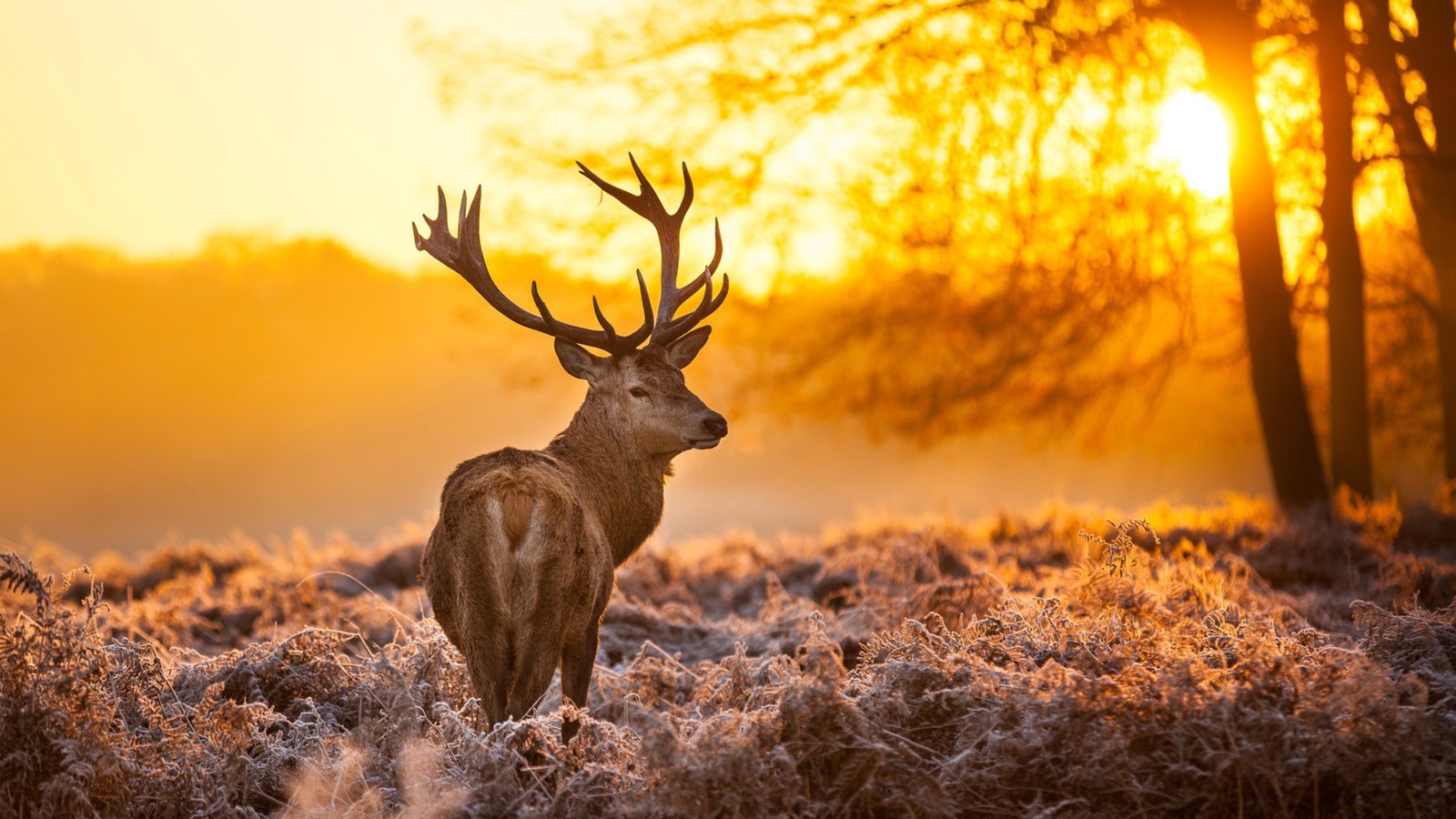 Um cervo em pé em um campo com um pôr do sol atrás dele (veado, fauna, chifre, manhã, árvore)