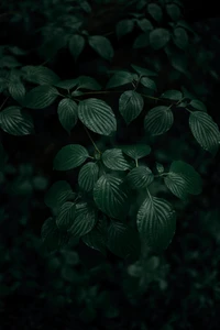 Rich Green Leaves Against a Dark Background