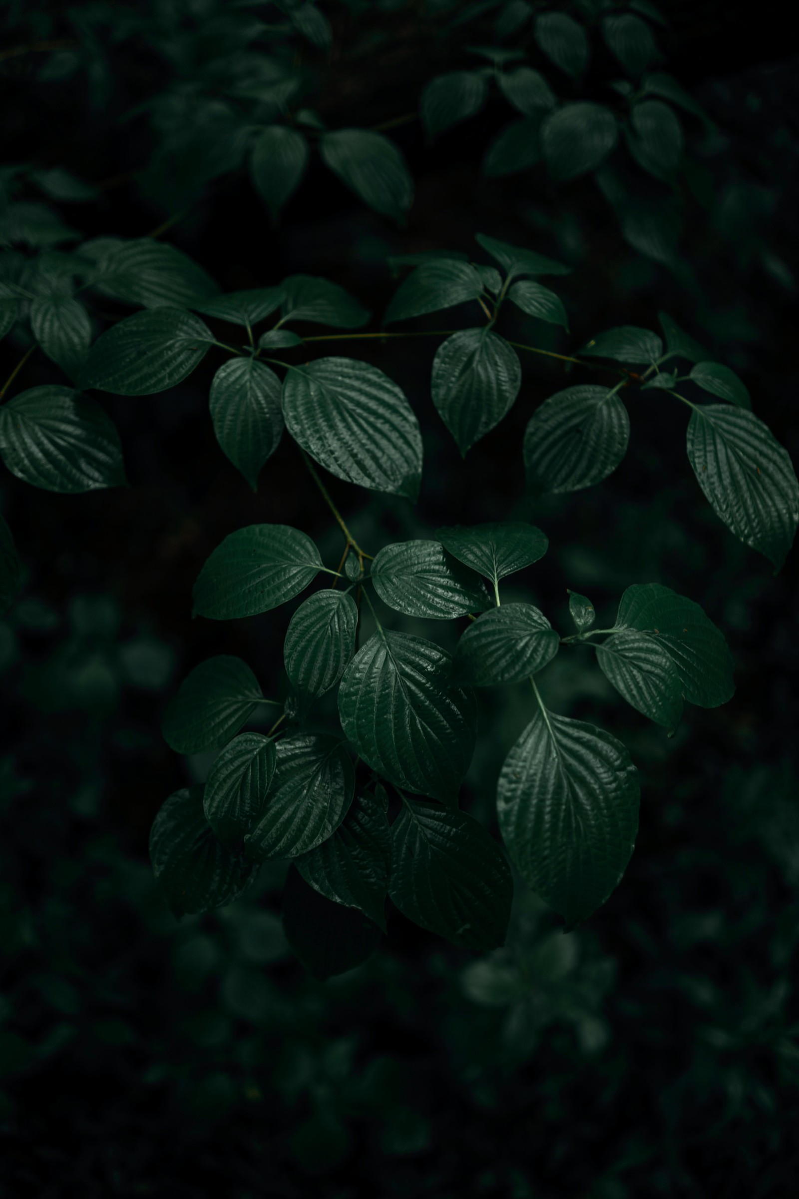 There is a green plant with leaves on it in the dark (leaf, green, plant, vegetation, terrestrial plant)