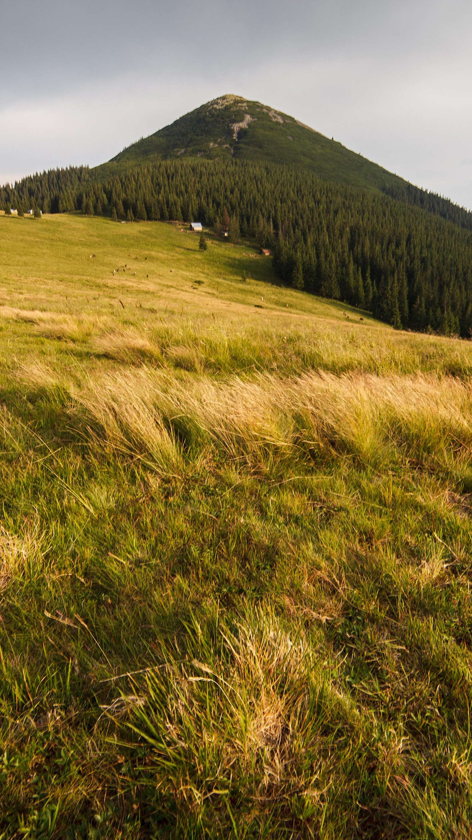 Grünes feld mit einem berg im hintergrund (grasland, ländliches gebiet, pflanzengemeinschaft, pflanze, berg)