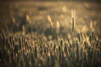 Campo de trigo dorado bañado en la luz de la mañana