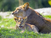 A lioness and her playful cub resting together in a lush grassland.