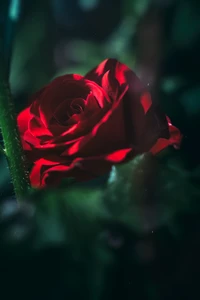 Strahlend rote Rose in einem üppigen grünen Garten