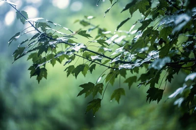 Raindrops on Green Leaves in a Forest Canopy