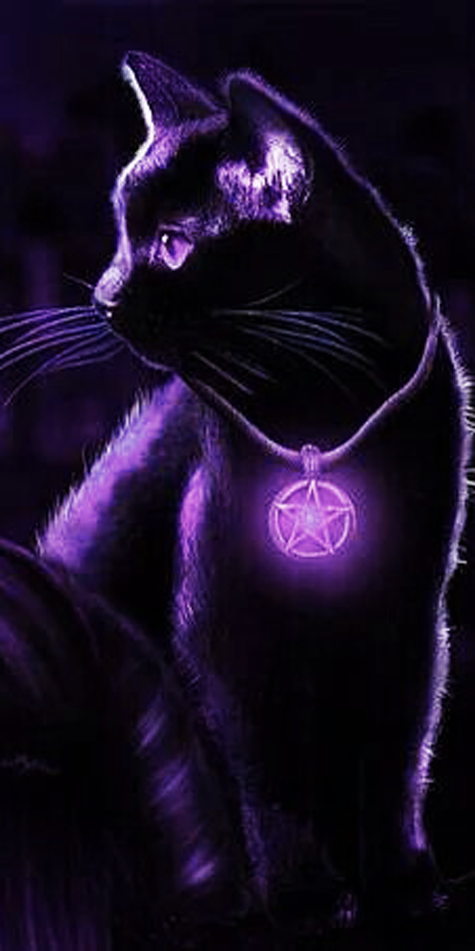 Un gato morado con un pentagrama en su collar (negro, cat, gatito, magia, púrpura)