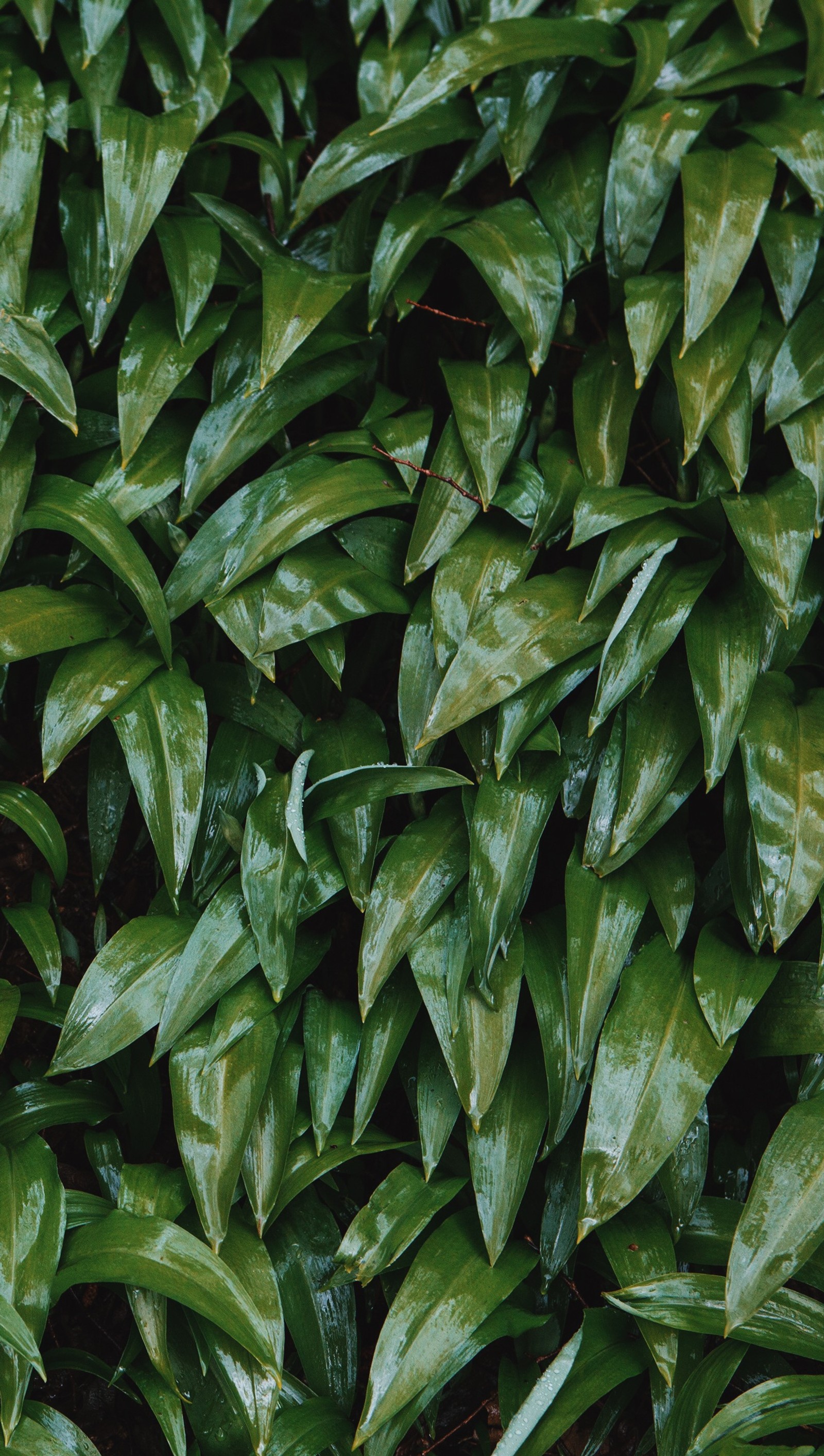 A close up of a bunch of green leaves on a wall (glazed, greens, leafs, lush, wet)