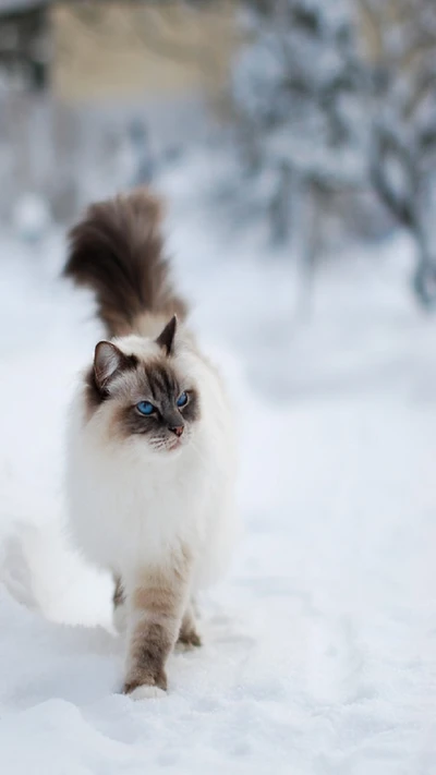 actitud, lindo, gato lindo, gatito, nieve