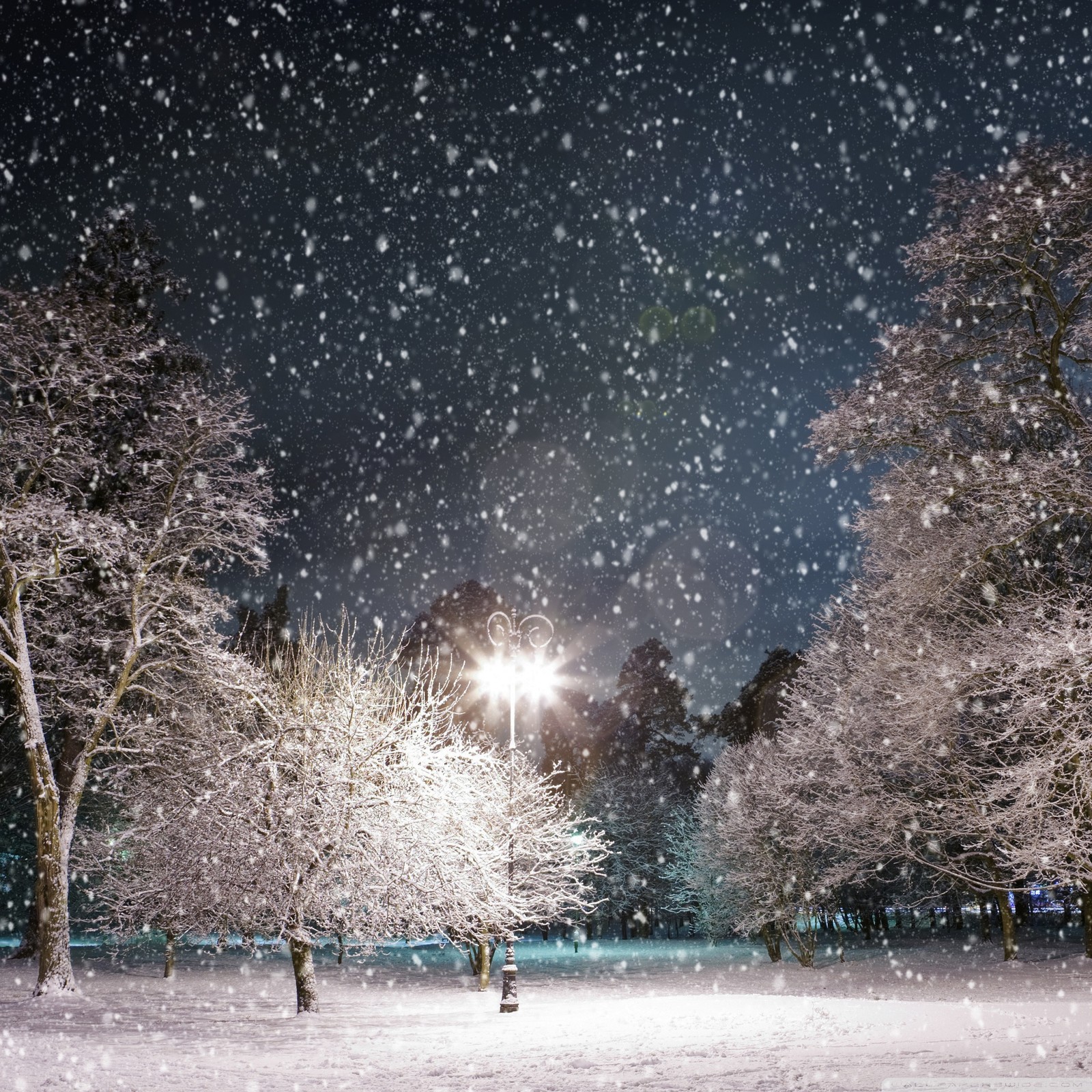 Cena noturna com neve com árvores e neve caindo (bonito, noite, neve, inverno)