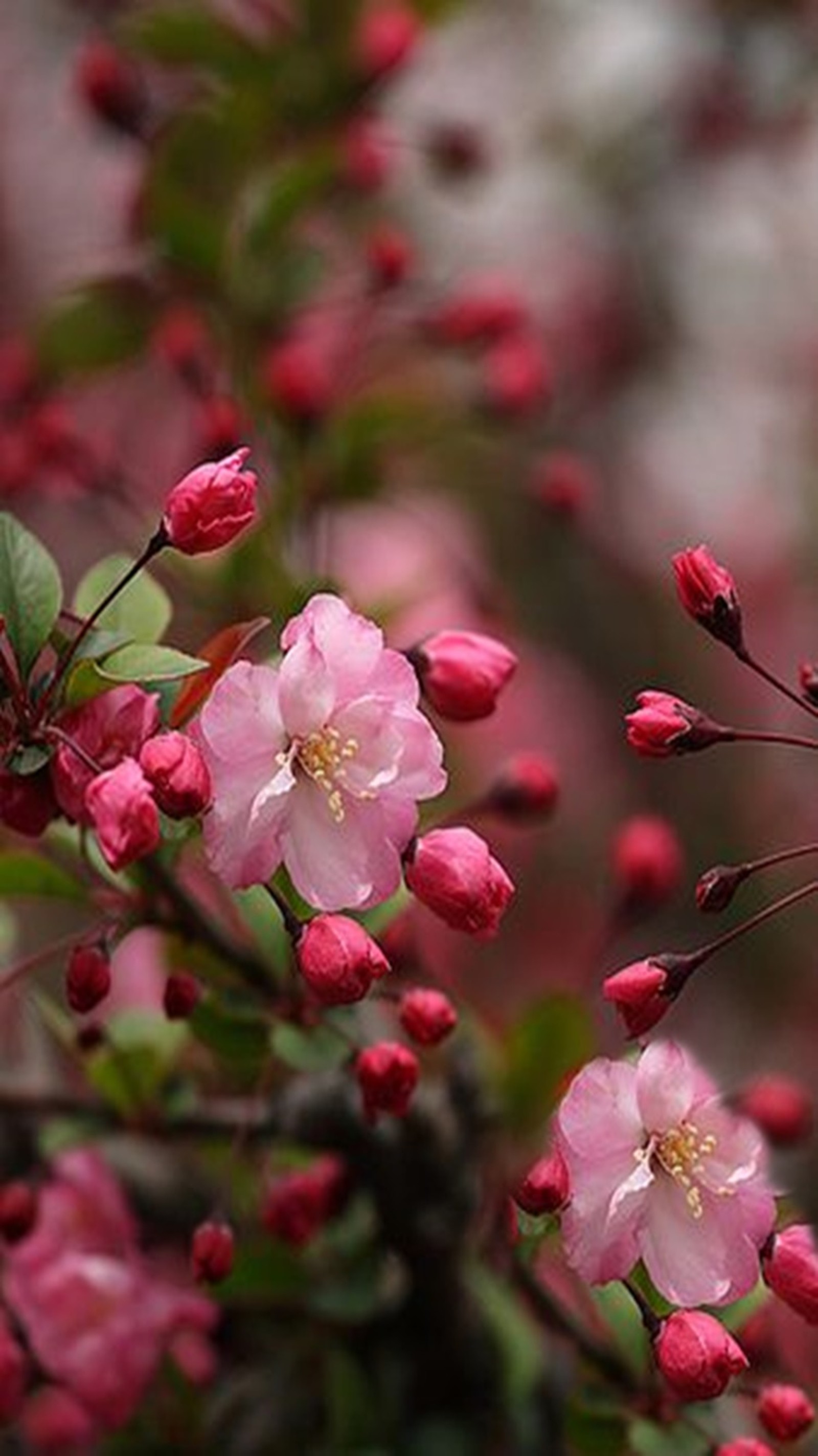 Hay una flor rosa que está en una rama de árbol (flores, primavera)