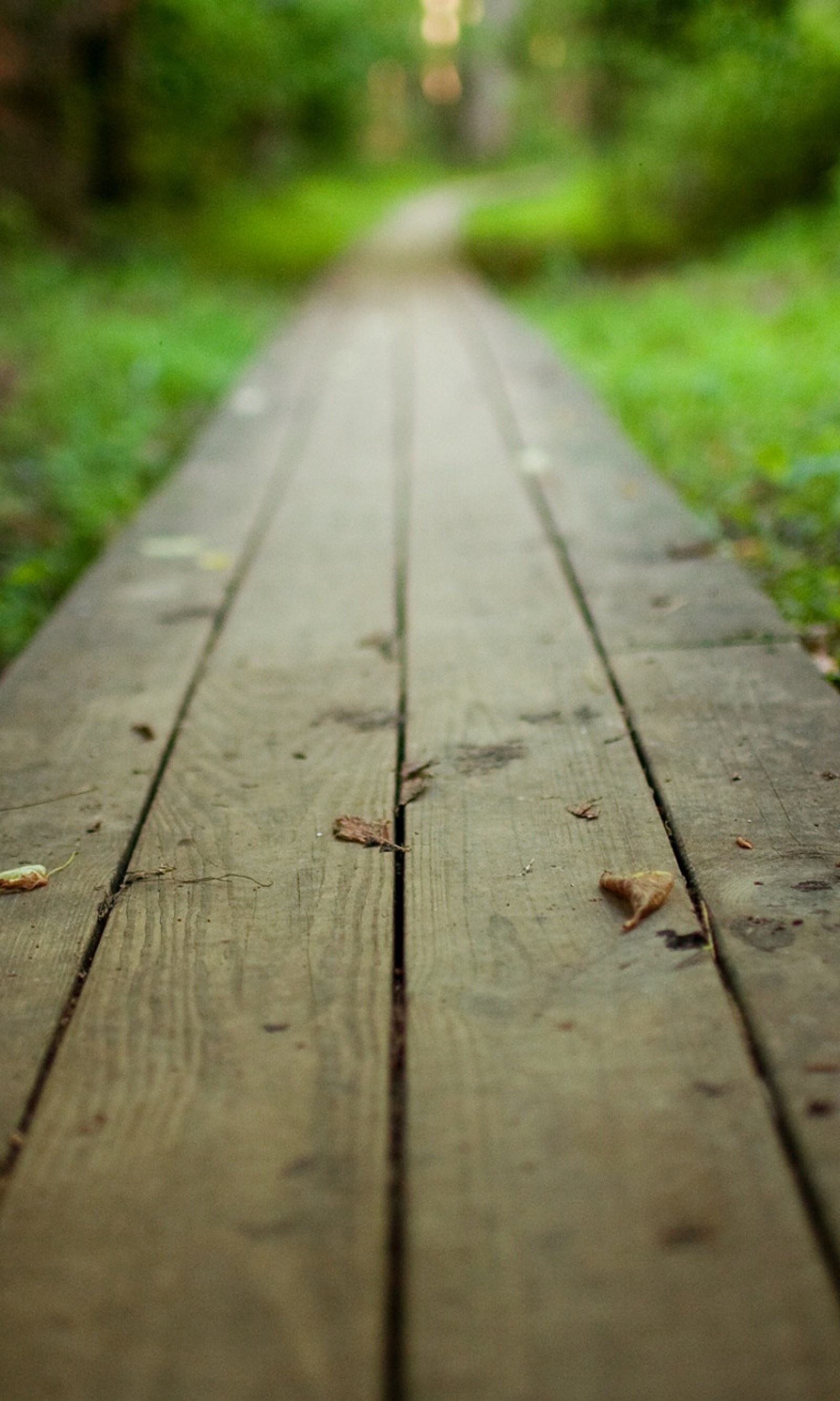 There is a wooden walkway that is in the middle of a forest (bature, forest, park, path, walk)