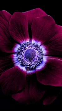 Vibrant Purple Flower with Striking Center Detail