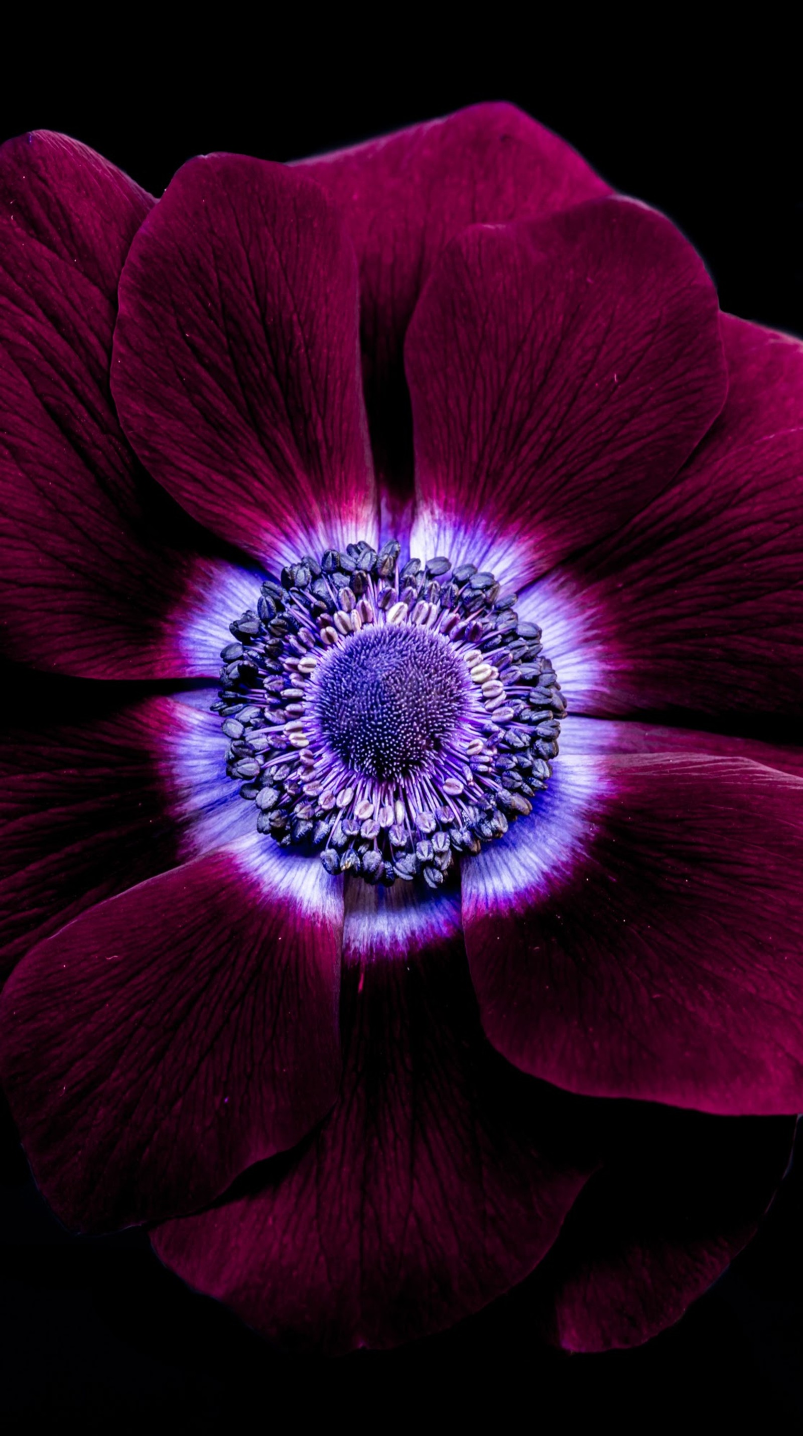 Purple flower with a purple center on a black background (beaty, flower, hd, purplr)