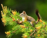 natur, stecknadel, eichhörnchen