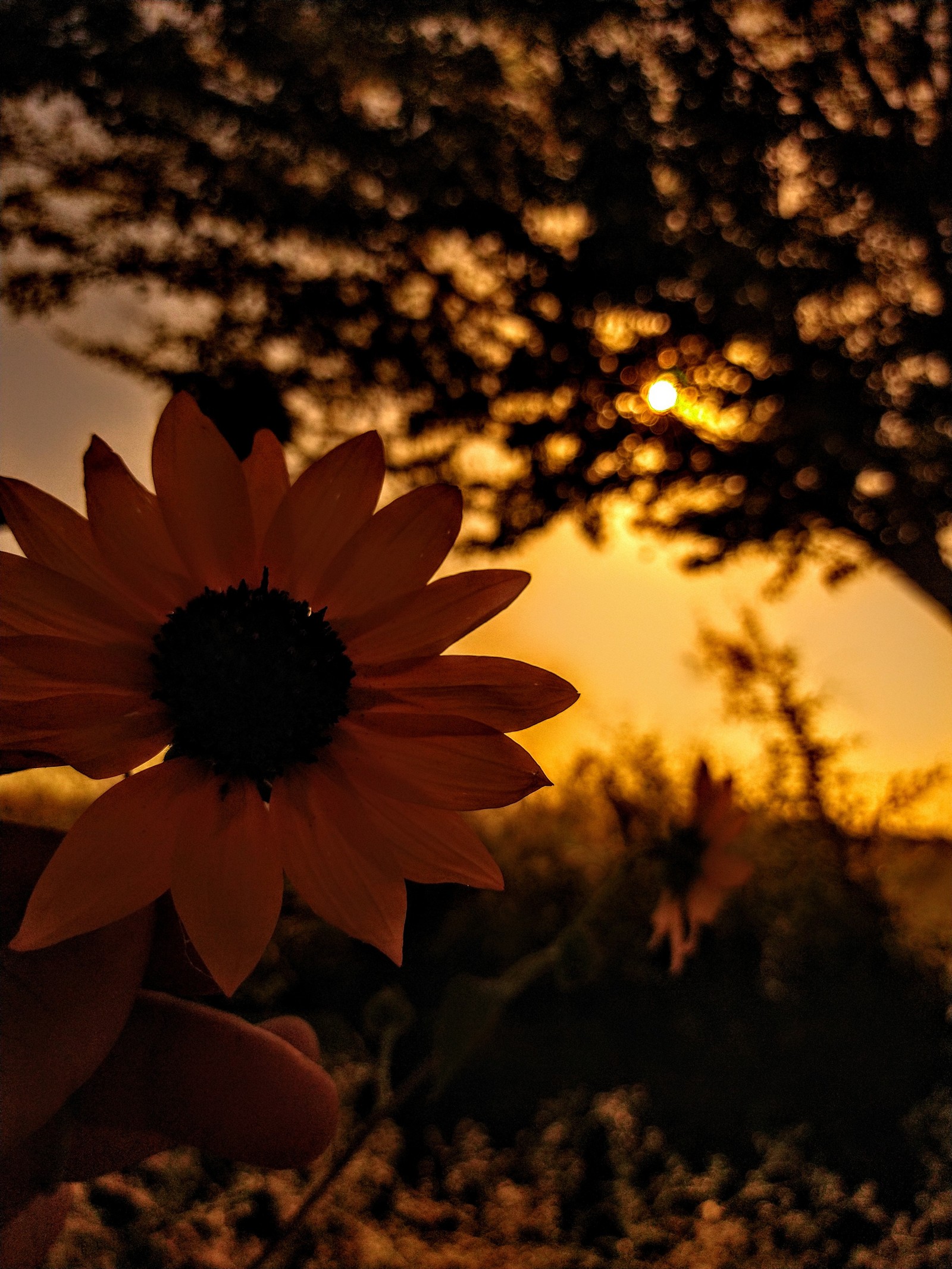 Lade blumen, themen, vintage Hintergrund herunter