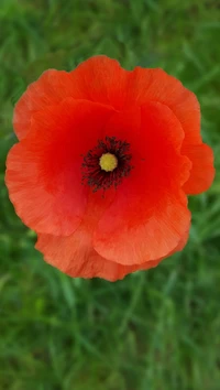 flower, red