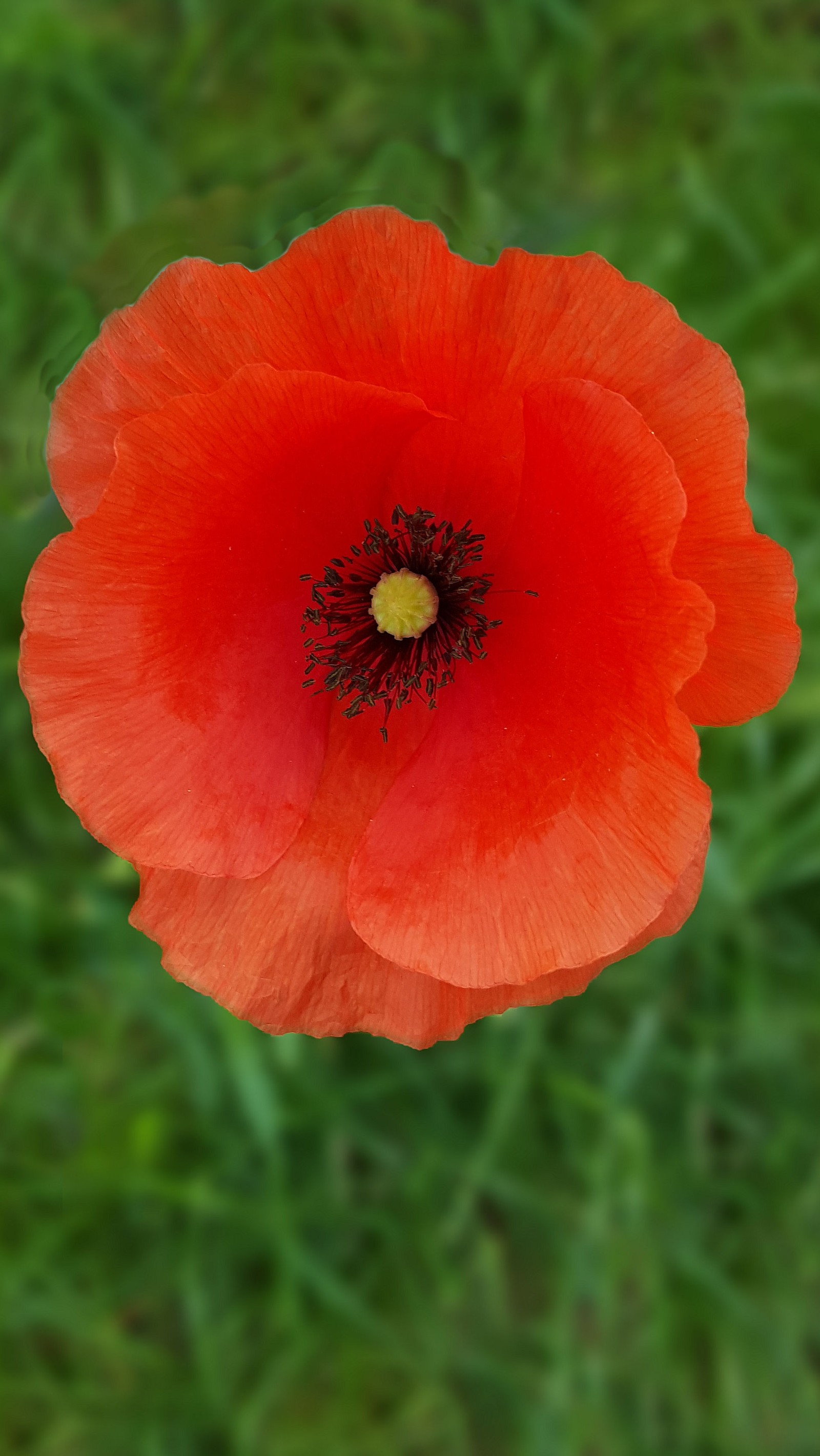 Baixar papel de parede flor, vermelho