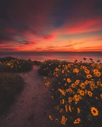 sonnenuntergang, strand, sonne, sonnenuntergänge, natur