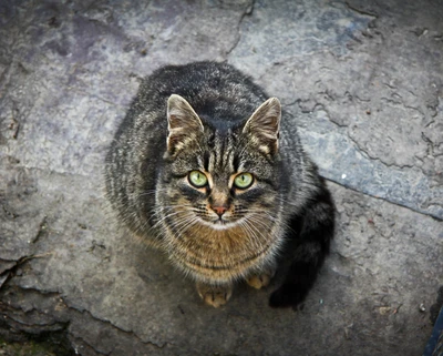 chat, yeux, visage, chaton, regard